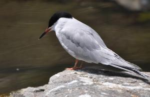 Sterne pierregarin - Charadriiformes (Sterna hirundo)