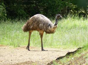 Casuariiformes (Emeu - Casoar)