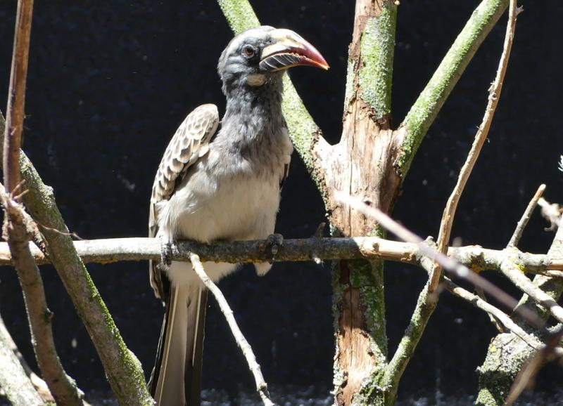Calao à bec noir (Lophoceros nasutus)