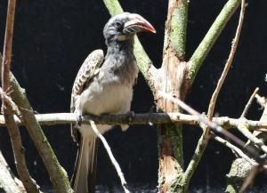 Calao à bec noir (Lophoceros nasutus)