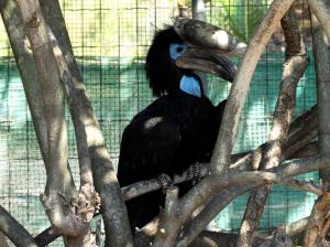Calao à casque noir (Ceratogymna atrata)