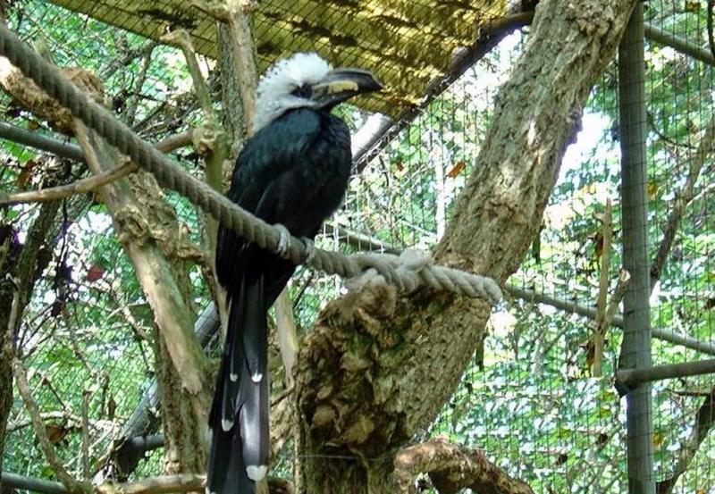 Calao à huppe blanche (Horizocerus albocristatus albocristatus)