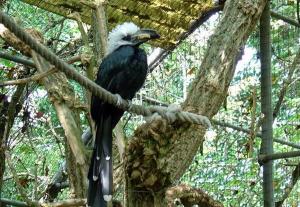 Calao à huppe blanche (Horizocerus albocristatus albocristatus)