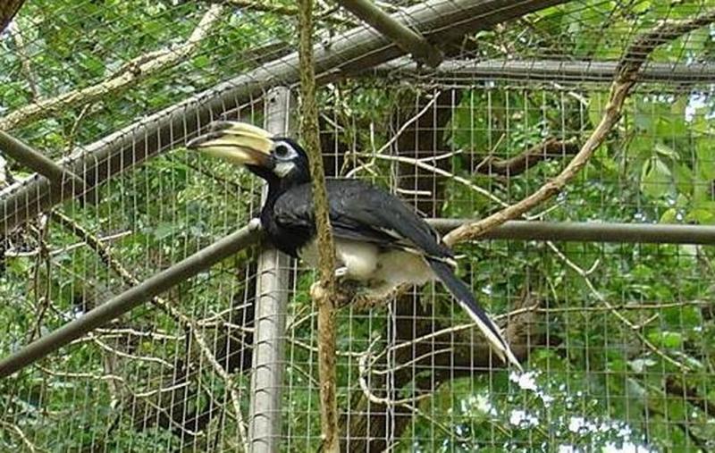 Calao pie (Anthracoceros albirostris convexus)