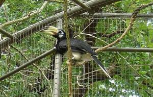 Calao pie - Bucérotiformes (Anthracoceros albirostris convexus)