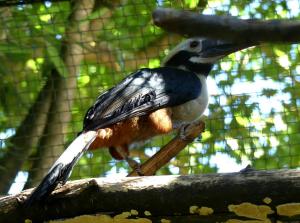 Calao tarictic (Penelopides panini)