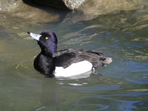 Fuligule morillon - Ansériformes (Aythya fuligula)