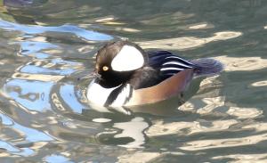 Harle couronné - Ansériformes (Lophodytes cucullatus)