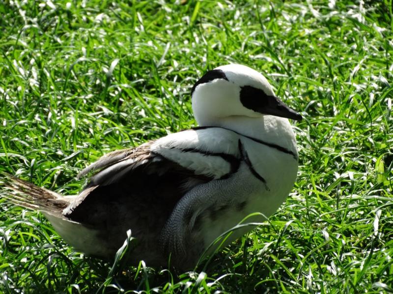 Harle piette (Mergellus albellus)