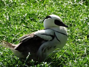Harle piette (Mergellus albellus)