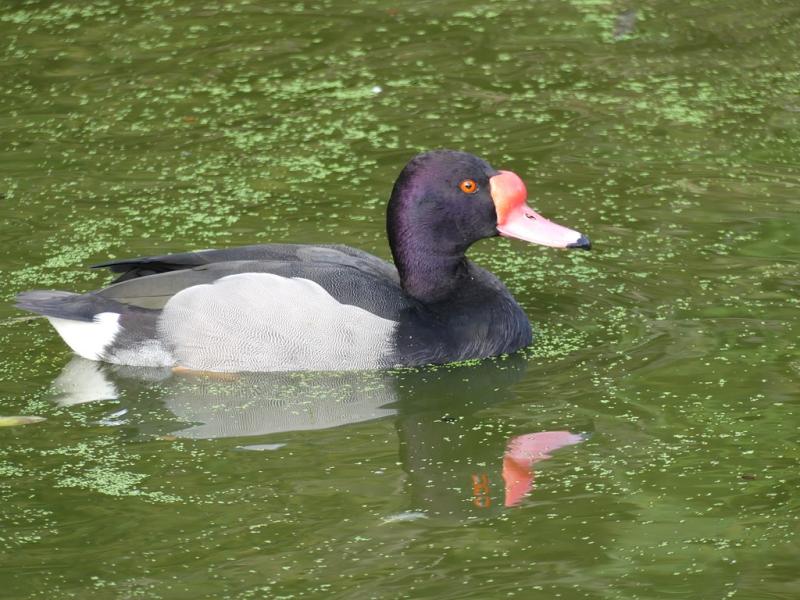 Nette demi-deuil (Netta peposaca)