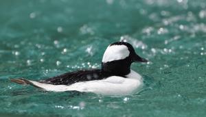 Petit Garrot (Bucephala albeola)