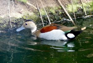 Sarcelle à collier - Ansériformes (Callonetta leucophrys)