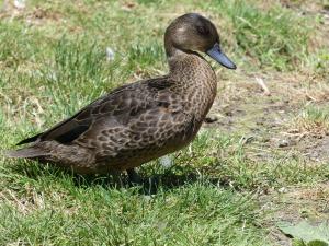 Sarcelle australasienne (Anas gracilis)