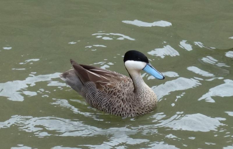 Sarcelle du puna (Spatula puna)