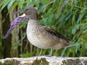 Sarcelle tachetée (Anas flavirostris)