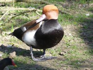 Nette rousse (Netta rufina)