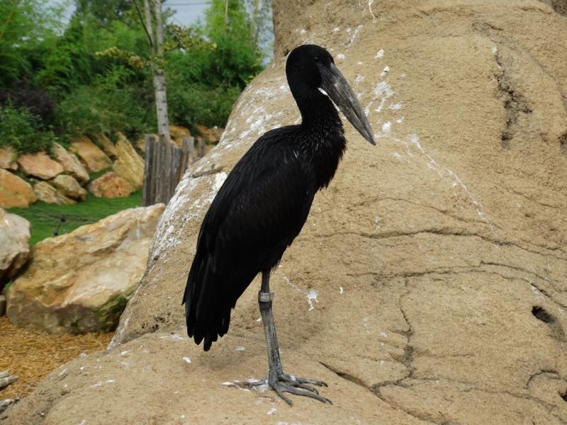 Bec-ouvert africain (Anastomus lamelligerus)