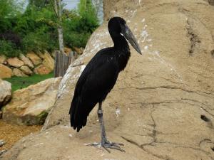Bec-ouvert africain - Ciconiiformes (Anastomus lamelligerus)