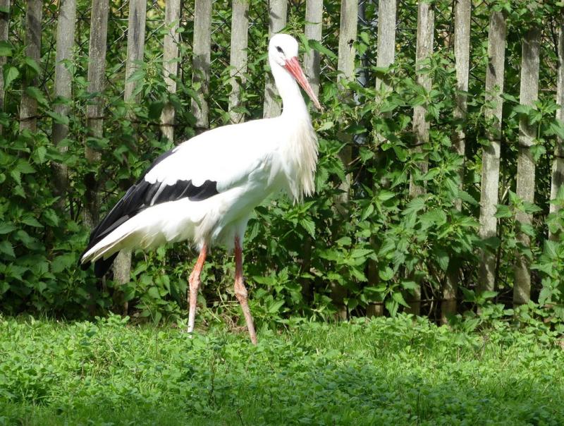 Cigogne blanche (Ciconia ciconia)
