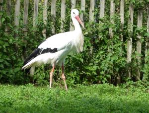 Cigogne blanche (Ciconia ciconia)