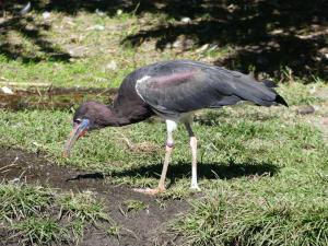 Cigogne d'Abdim - Ciconiiformes (Ciconia abdimii)