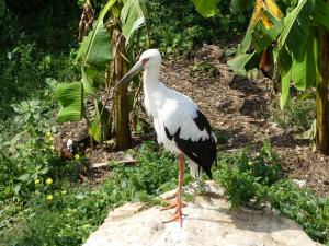 Cigogne maguari (Ciconia maguari)