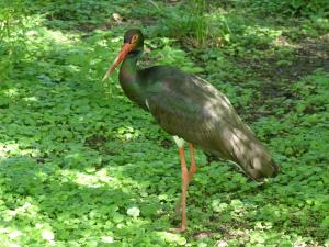Cigogne noire (Ciconia nigra)