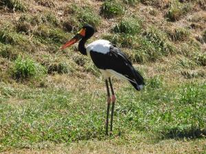 Jabiru d'Afrique (Ephippiorhynchus senegalensis)