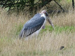Marabout d'Afrique (Leptoptilos crumenifer)