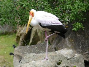 Ciconiiformes (Cigognes - Tantale - Jabiru)