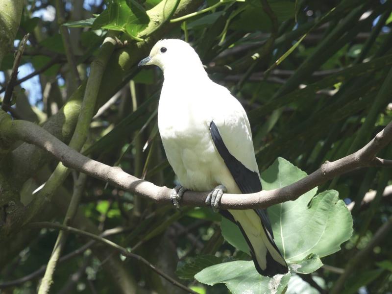Carpophage blanc (Ducula bicolor)