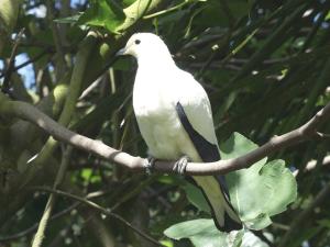 Carpophage blanc (Ducula bicolor)
