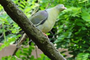 Colombar à front nu - Columbiformes (Treron calvus)