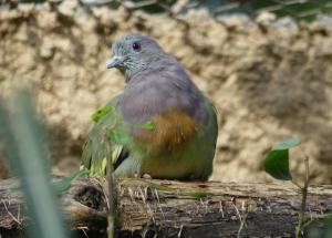 Colombar giouanne (Treron vernans)