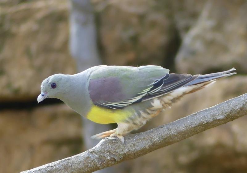 Colombar waalia (Treron waalia)