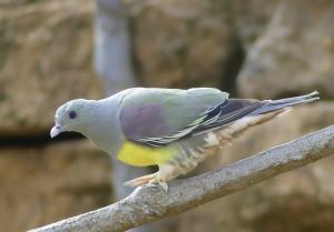 Colombar waalia (Treron waalia)