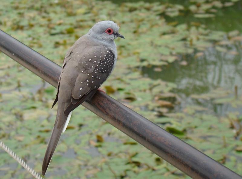 Colombe diamant (Geopelia cuneata)