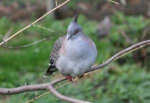 Colombe lophote (Ocyphaps lophotes)