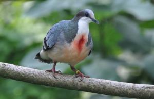Colombe poignardée - Columbiformes (Gallicolumba luzonica)