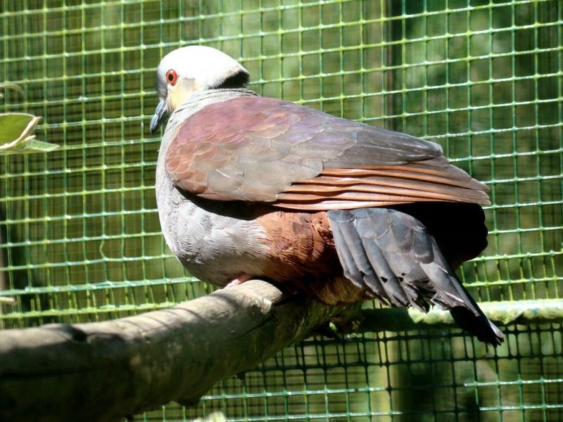Colombe versicolore (Geotrygon versicolor)