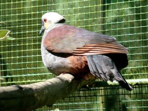 Colombe versicolore - Columbiformes (Geotrygon versicolor)