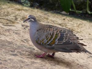 Colombine lumachelle - Columbiformes (Phaps chalcoptera)