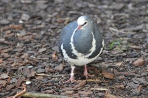 Colombine wonga (Leucosarcia melanoleuca)