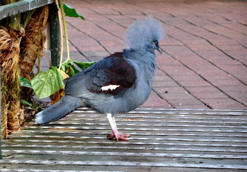 Goura couronné (Goura cristata)