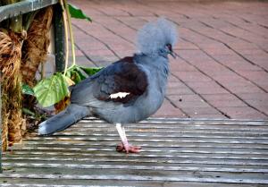 Goura couronné (Goura cristata)