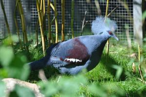 Goura de Sclater (Goura sclaterii)
