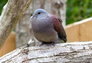 Pigeon de Madagascar (Nesoenas picturatus)