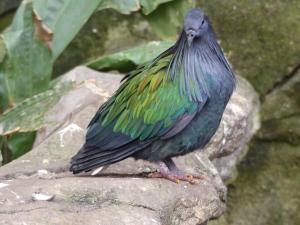 Pigeon de Nicobar (Caloenas nicobarica)