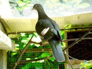Pigeon jounud (Patagioenas corensis)